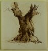 1901-1903 ca. - Albero di ulivo in Sardegna